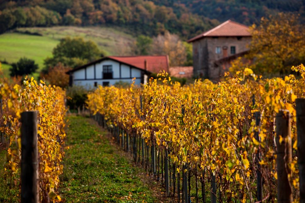 Foto Ruta del Txakoli 970