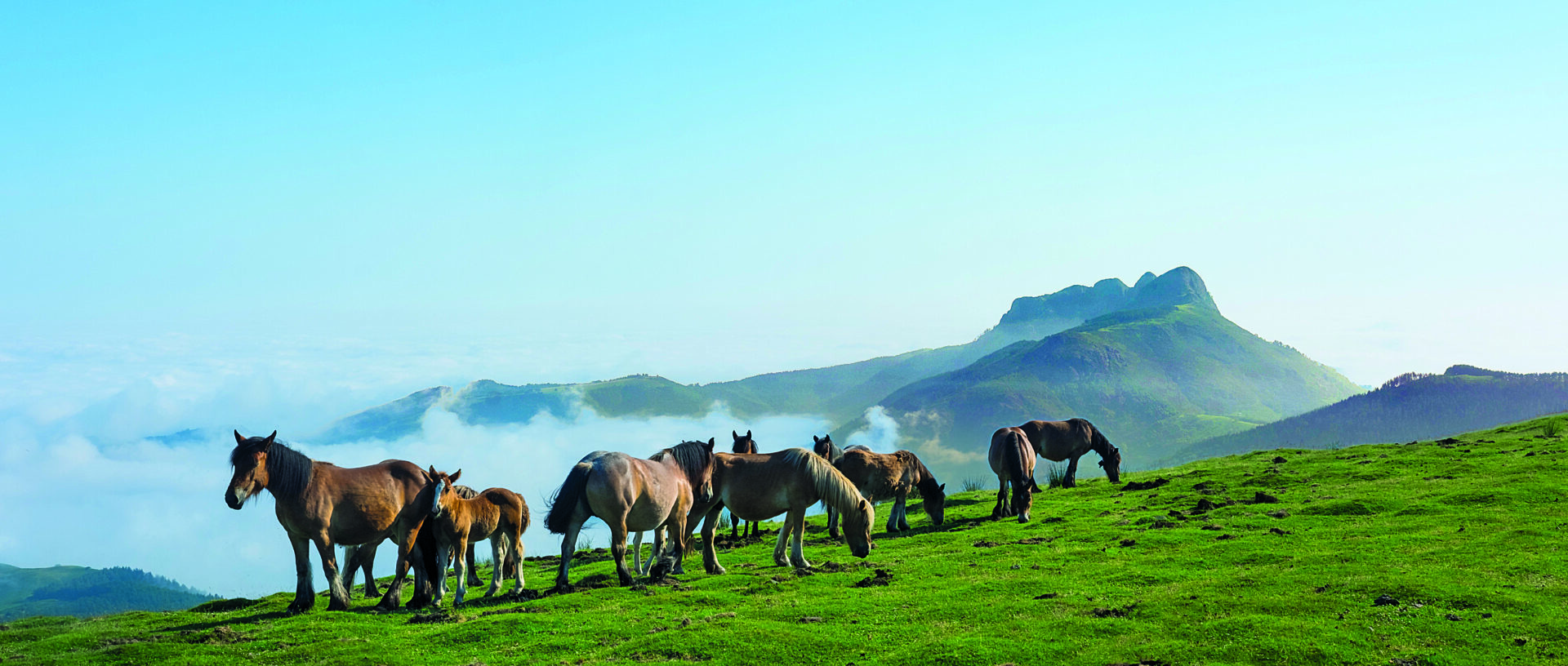 Horses and mountains in the natural park of Aiako Harria