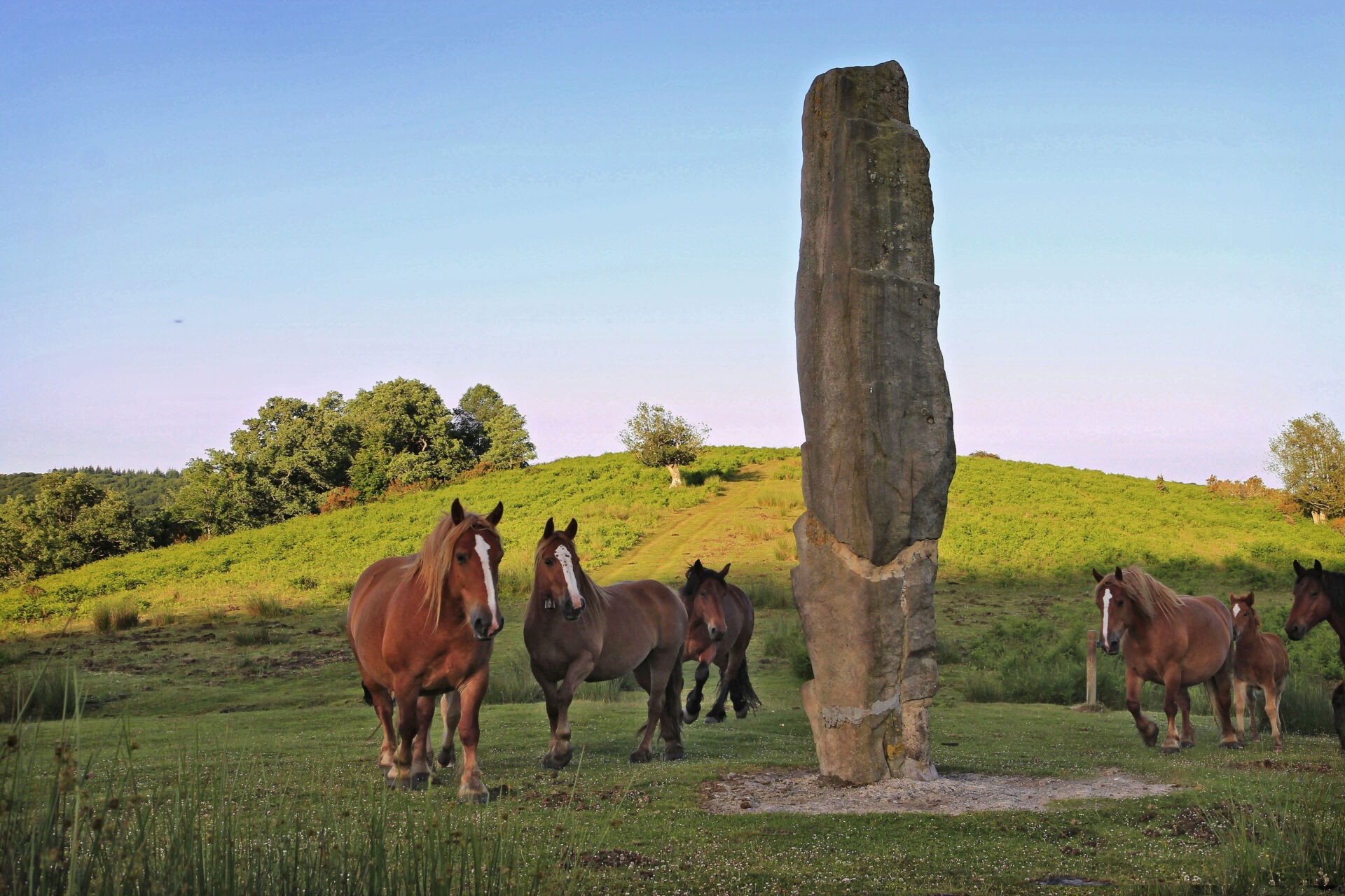Menhir Arlobi.